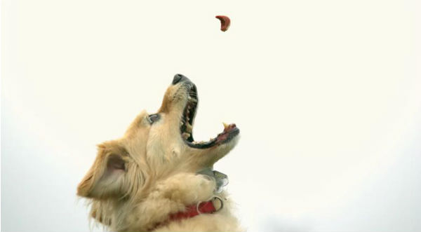 Mira el salto de un perro para atrapar una galleta en cámara lenta. Te sorprenderá - VIDEO
