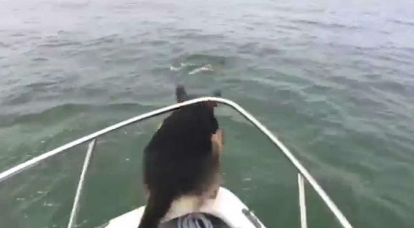 Un perro intenta nadar como un delfín pero no le va muy bien - VIDEO