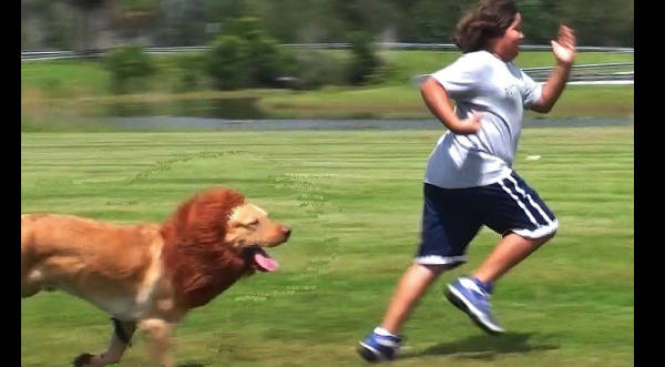 Mira la broma viral del perro disfrazado de león - VIDEO