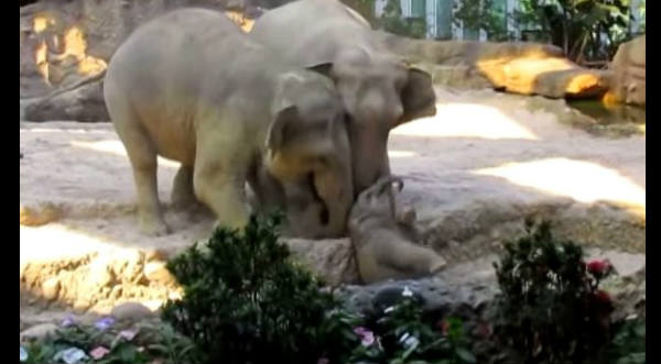 VIRAL: Elefante bebé es salvado por sus padres - VIDEO