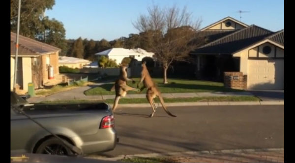 Dos canguros se pelean en medio de la calle - VIDEO