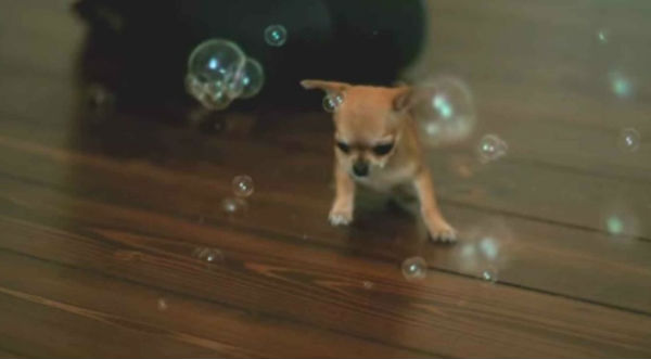 Mira a un tierno chihuahua luchar contra unas burbujas de jabón - VIDEO
