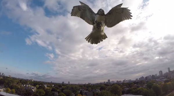 VIRAL: Mira el impresionante ataque de un halcón contra un 'drone'  - VIDEO