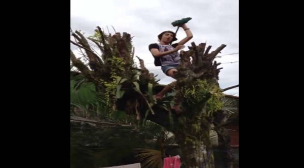 Un joven se electrocuta por bailar en un árbol y vive para contarlo - VIDEO
