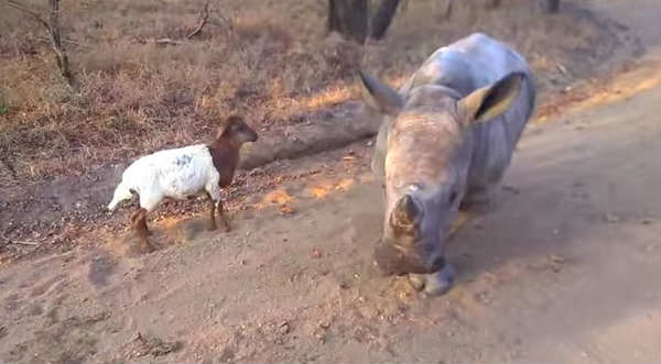 Checa el viral del rinoceronte imitando a una cabra - VIDEO