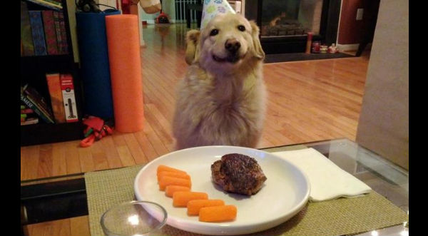 Checa las fotos de los animales más felices por su fiesta de cumpleaños- FOTOS