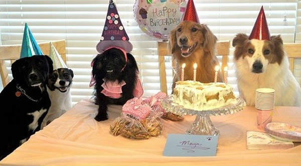 Checa las fotos de los animales más felices por su fiesta de cumpleaños- FOTOS