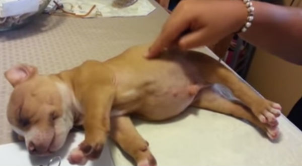 Tierno: ¿Cuántos quisieran dormir como este cachorro? - VIDEO