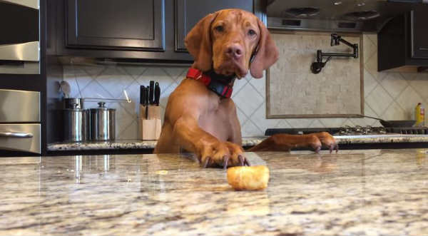 Mira todo lo que es capaz de hacer este perro para conseguir un bocadillo