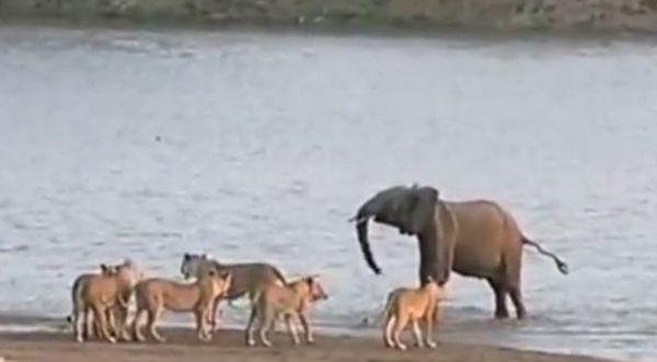 ¡Asombroso! Un bebé Elefante se salva del ataque de 14 leones - VIDEO