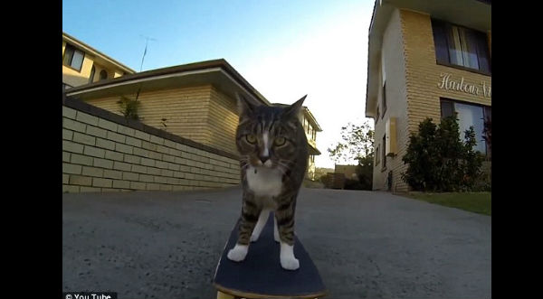 Checa al gatito skater demostrar su habilidad en las rampas