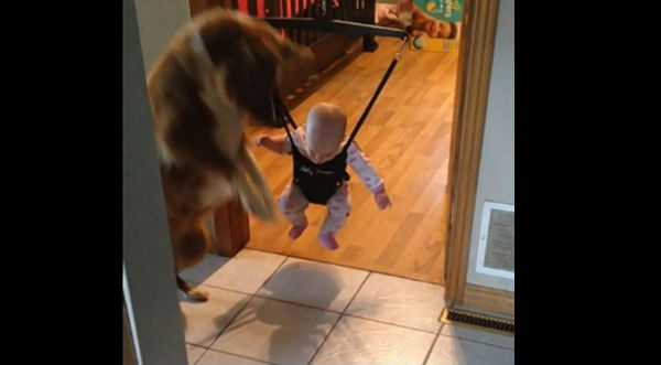 Mira cómo este perrito le da clases de salto a un bebé - VIDEO
