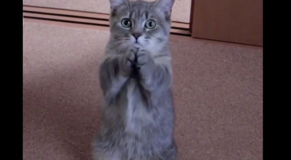 Mira la peculiar forma que tiene este gato para pedir comida - VIDEO