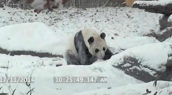 Tierno: Un oso panda juega en la nieve y se da volantines - VIDEO