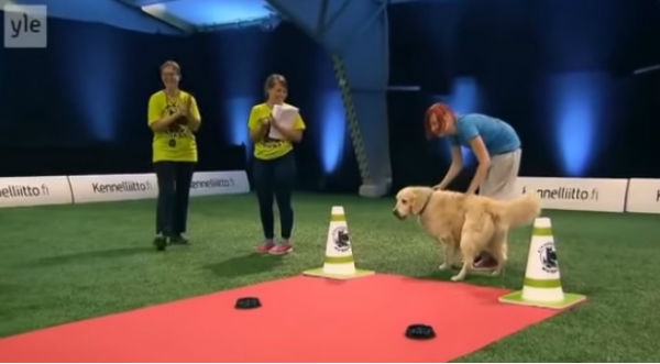 Tremendo Fail de un perro en competencia de obediencia ¡No te lo pierdas! - VIDEO