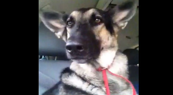 Gracioso: Un perro mueve las orejas al escuchar una canción de Flo Rida - VIDEO
