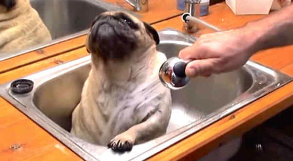 Checa a este lindo perrito disfrutar al máximo de su baño- VIDEO