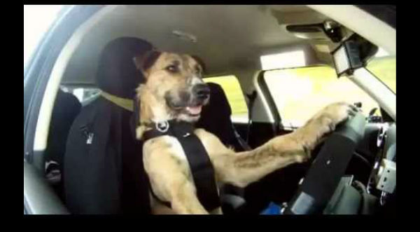 ¡Asombroso! Mira al perro que es capaz de manejar un auto  - VIDEO