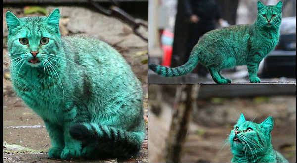 ¡Inédito! Checa al gato verde que sorprendió a todos por su inusual color - VIDEO