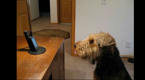 ¡Asombroso! Un perro habla con su dueña por teléfono - VIDEO