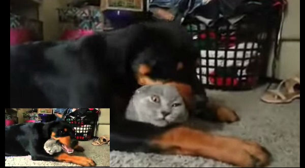 Este perro Rottweiler ama demasiado a su amigo el gato. Mira cómo demuestra su amor - VIDEO
