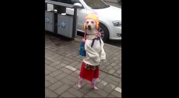 Impresionante perrita camina en dos patas vestida como una linda niña - VIDEO