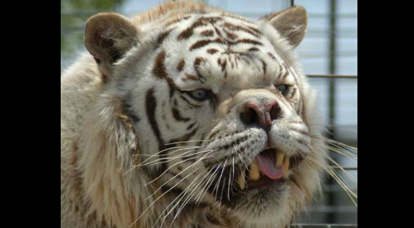 Conoce a Kenny, el tigre blanco con síndrome de down- FOTOS