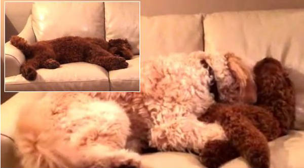 Un tierno perro abraza a su compañero que tenía una pesadilla - VIDEO