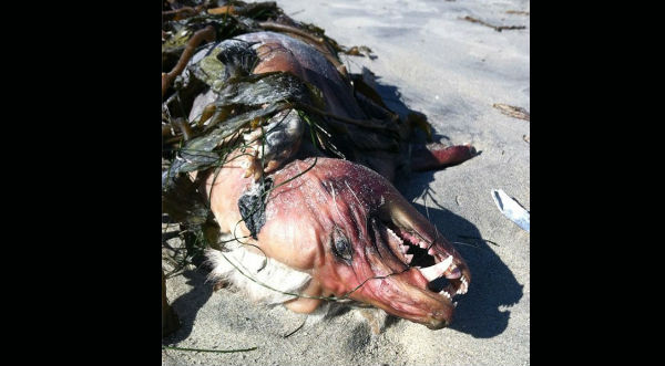 Esta misteriosa criatura apareció en una playa de California- FOTOS