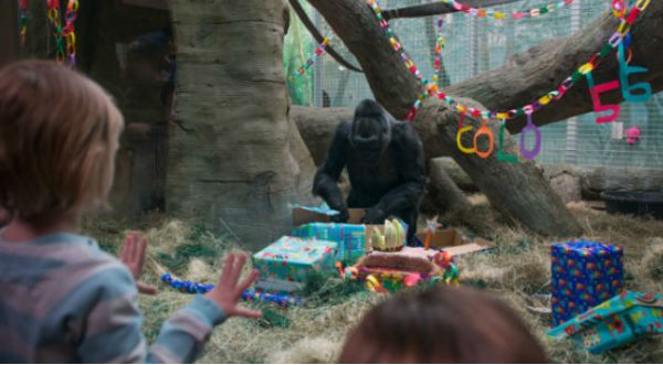 Un gorila festeja sus 58 años en zoológico de Ohio- FOTOS