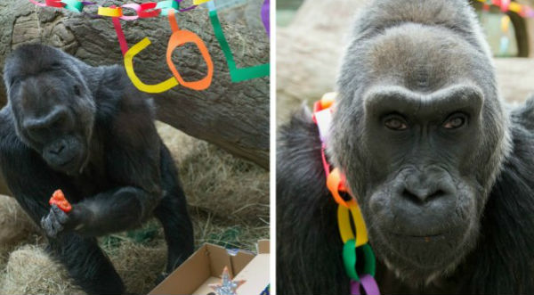 Un gorila festeja sus 58 años en zoológico de Ohio- FOTOS