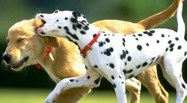 Conoce la raza de los 4 perros más escandalosos del mundo- FOTOS