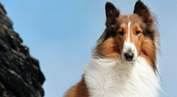 Conoce la raza de los 4 perros más escandalosos del mundo- FOTOS