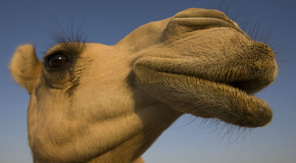 Un camello de Arabia Saudí juega fútbol y es la sensación en las redes sociales - VIDEO