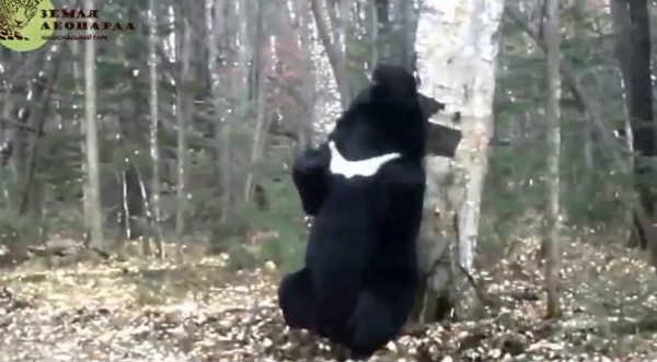 Un oso baila al ritmo de la canción Wiggle y se vuelve viral - VIDEO