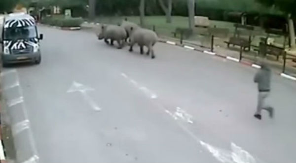 Tres rinocerontes protagonizaron la 'fuga del siglo' en un zoológico - VIDEO