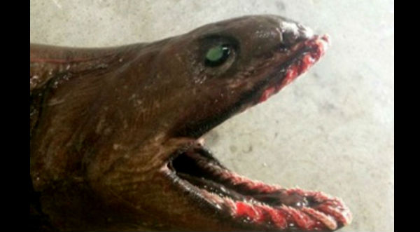 Insólito: Capturan tiburón prehistórico con 300 dientes en Australia - FOTOS