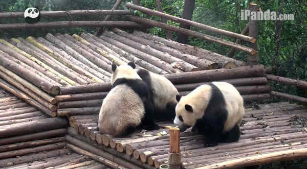 Gracioso: Pandas juegan 'lucha libre' dentro del zoológico - VIDEO