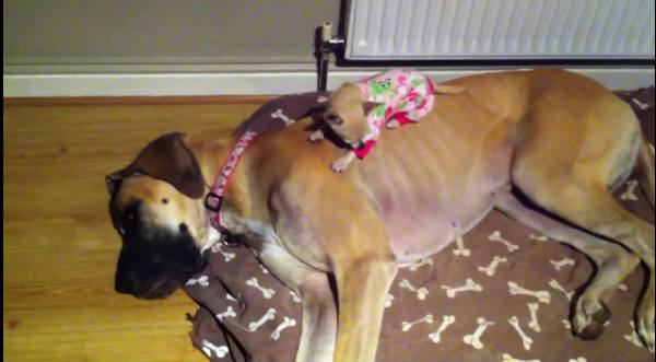 Tierno: Chihuahua encontró en un Gran Danés su confortable cama - VIDEO