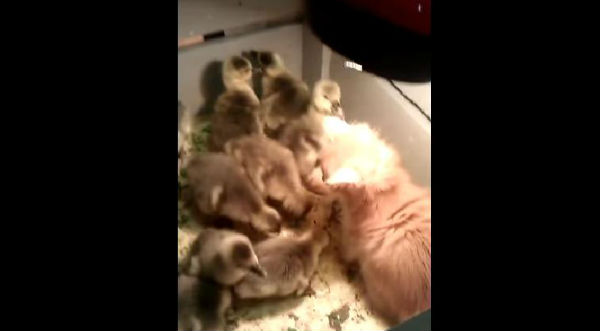 Mira el tierno video de un gato jugando con unos patitos bebés - VIDEO