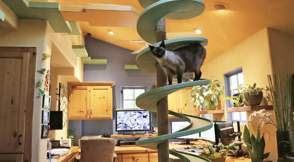 Un hombre construye una casa que es un paraíso para los gatos - VIDEO