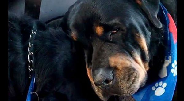 Conmovedor: Un perro llora la muerte de su hermano - VIDEO