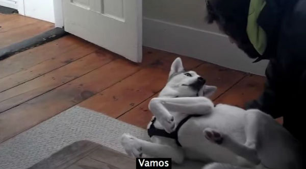 Un perro le explica a su dueño que no quiere salir de la casa con un rotundo 'No' - VIDEO