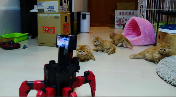 Pequeños 'gatitos' se enfrentan a robot araña en una épica 'batalla' - VIDEO
