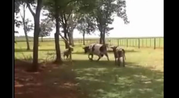 Vaca y cabra se enfrentan en feroz batalla  - VIDEO