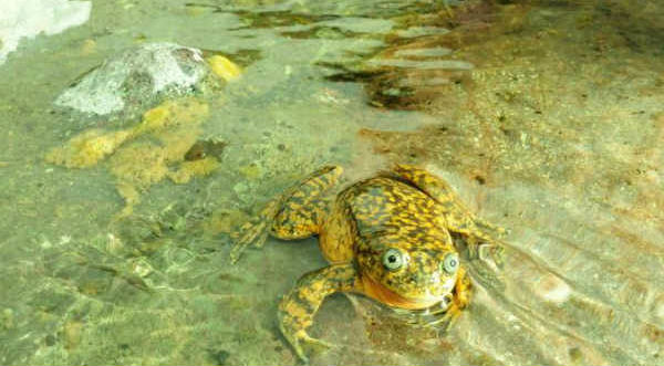 ¡Sorprendente! Descubren nueva especie de rana andina - FOTO