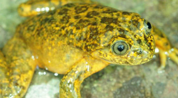 ¡Sorprendente! Descubren nueva especie de rana andina - FOTO