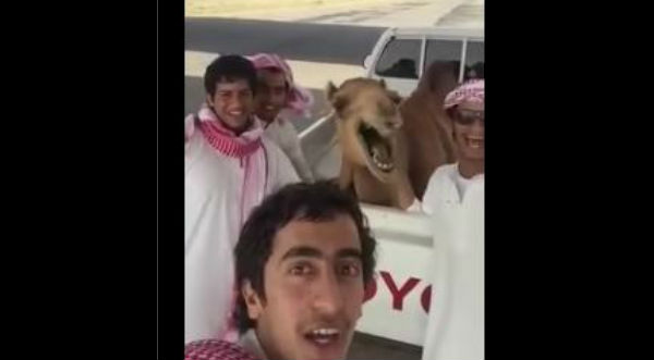 Checa cómo este camello se une a la moda de los selfies y hasta sonríe - VIDEO