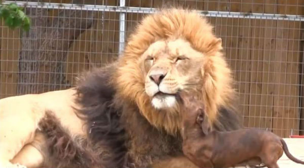 ¡Tiernos! Checa cómo este pequeño perro besa a un león - VIDEO