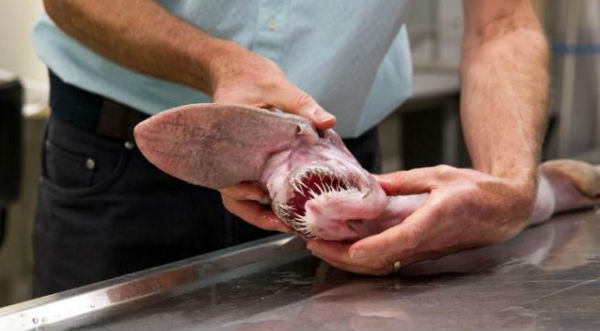¡Increíble! Encuentran al tiburón ‘alien de las profundidades’ – FOTO